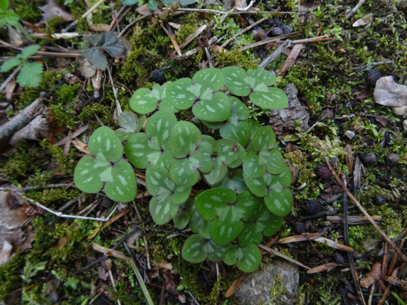 foglie di Hepatica nobilis - Ranunculaceae